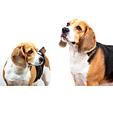   Dog, Beagle