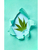   Marijuana Plant, Alternative Medicine, Legalization