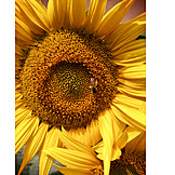   Sunflower, Honey Bee, Pollen