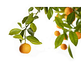   Orange, Orangenbaum