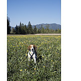   Dog, Dandelion Meadow