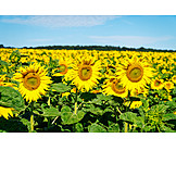   Sunflower, Sunflower Field, Crop