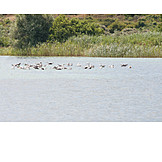   Water, Seagulls Flock