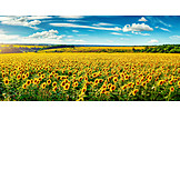   Sunflower, Sunflower Field