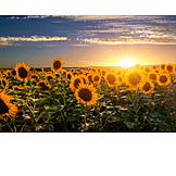   Sunflowers, Sunflower Field