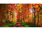   Wald, Waldweg, Herbstfarben
