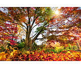   Baum, Herbstlaub, Herbstlich