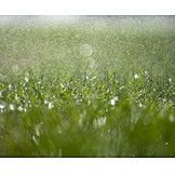   Waterdrop, Rain, Grass