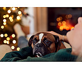   Weihnachten, Entspannt, Französische bulldogge