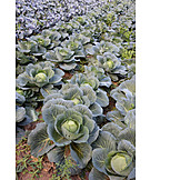   Agriculture, Cabbage, Cabbage Field