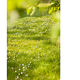   Meadow, Spring, Daisy