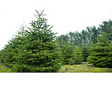   Christmas Tree, Christmas Tree, Christmas Tree Plantation