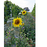   Landwirtschaft, Sonnenblume, Weinbergbegrünung