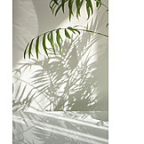   Zimmerpflanze, Palme, Schattenwurf