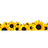   Sunflowers