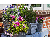   Flowers, Balcony, Potted plants