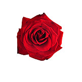   Rose, Rose Petals, Red Rose