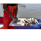   Fishing, Fishing Industry, Fish