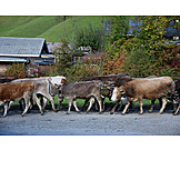   Cows, Almabtrieb