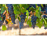   Landwirtschaft, Weintrauben, Weinbau