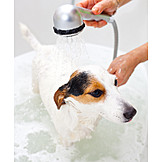   Dog, Bathing, Shower