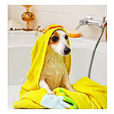  Wet, Dog, Bathtub, Jack Russell Terrier