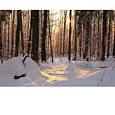   Sonnenlicht, Wald, Schnee