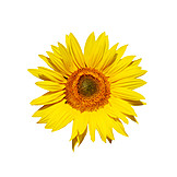   Sunflower, Sunflower Blossom