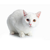   Cat, White Cat