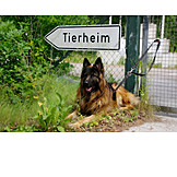   Schäferhund, Tierheim, Ausgesetzt