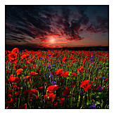   Flower Meadow, Sunset, Poppies