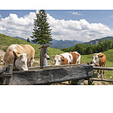   Cows, Drinking Trough, Pastures