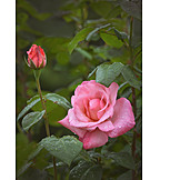   Rose, Rosenblüte
