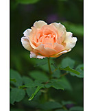   Rose, China-rose
