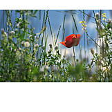   Meadow, Grasses, Poppies