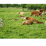   Cow Herd, Cows
