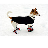  Jack Russell Terrier, Winter Clothing, Shoes