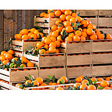   Harvest, Oranges, Storage