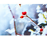   Winter, Rose Hips, Frost
