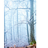   Forest, Winter, Fog