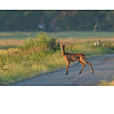   Deer, Road