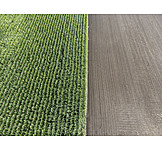   Arable, Agriculture, Maize Field