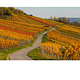  Vineyard, Vine leaves, Autumn colors