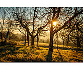   Sunrise, Morning light, Orchard meadow