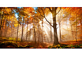   Wald, Herbst, Sonnenstrahlen