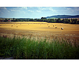   Agriculture, Straw Bales, Corn Field