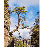   Tree, Growth, Rock