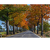   Autumn, Road, Tree Alley