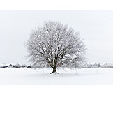   Winter, Oak Tree, Snowscape