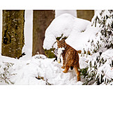   Winter, Prey, Lynx, Bavarian Forest